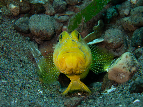 Goby (yellow shrimp goby)