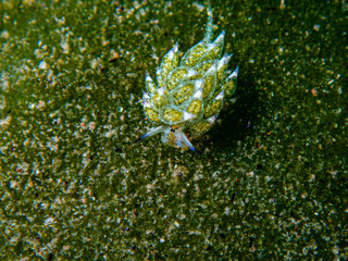 Nudibranch