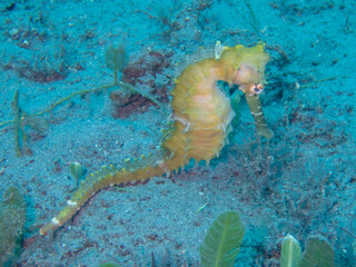 Seahorse 