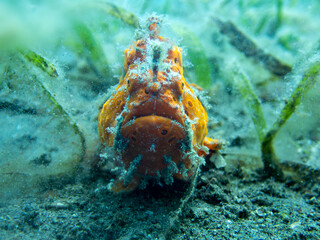 Frogfish