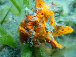 Frogfish