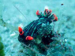 Nudibranch