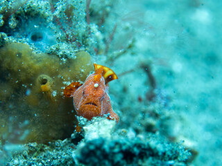 Frogfish