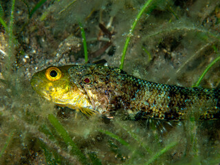 lizard fish