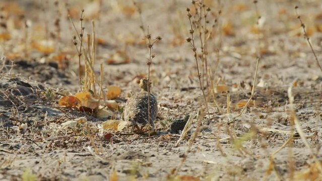 Footage of a double-banded sandgrouse (Pterocles bicinctus) with her young ones foraging in Safari.