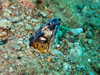 Napoleon Snake Eel