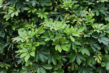 Schefflera arboricola background. Green leaves pattern. Umbrella plant. Gardening texture. Tropical outdoor tree in Spain. Foliage fresh garden background.