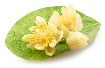 Linden flowers lay on linden leaf isolated on white background.