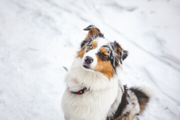 Australian Shepherd puppy winking at his master. Funny look on the dog's face. Winter environment...