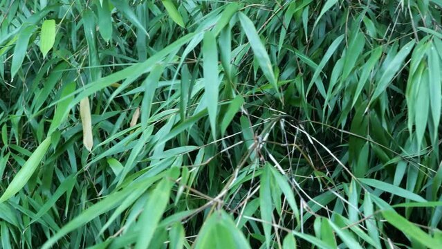 Fargesia bamboo in the Japanese garden by the creek