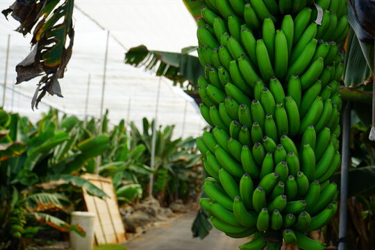 Growing bananas in the greenhouse