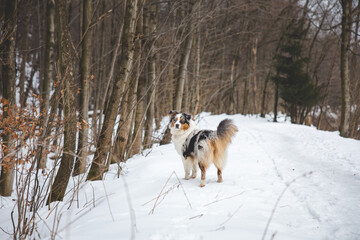 Portrait of Australian Shepherd puppy walking in snow in Beskydy mountains, Czech Republic. Dog's view into the camera