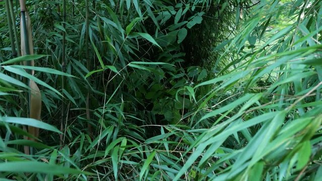 Fargesia bamboo in the Japanese garden by the creek
