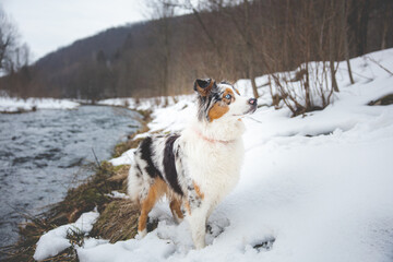 Portrait of Australian Shepherd puppy bathing in water in Beskydy mountains, Czech Republic. Enjoying the water and looking for his master