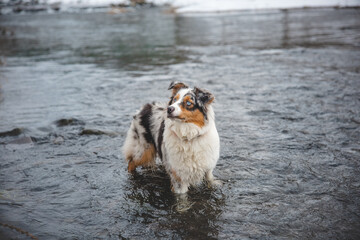 Portrait of Australian Shepherd puppy bathing in water in Beskydy mountains, Czech Republic. Enjoying the water and looking for his master