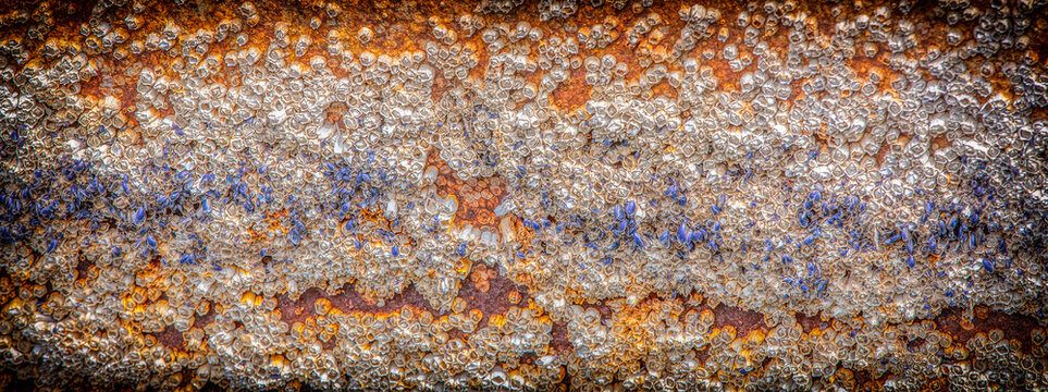 Background acorn barnacles attached to hull of rowboat