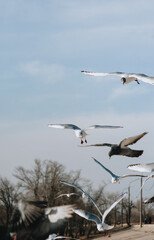 Beautiful birds white gulls fly in the sky. Animal photography.