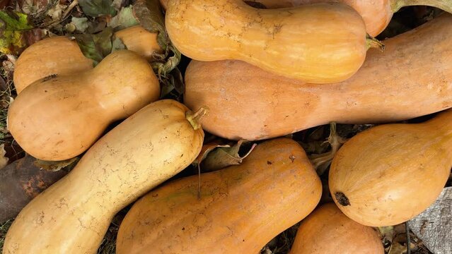 Heap of harvested butternut squash different sizes on a farm