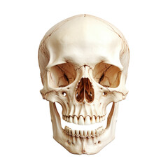 human skull isolated on white background png, bone, science skull, generative ai