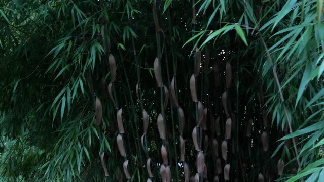 Fargesia bamboo in the Japanese garden by the creek