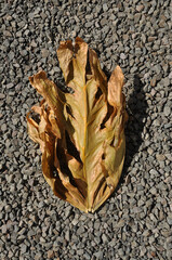 folha seca 