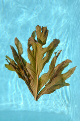 folha seca em cima de água da piscina 