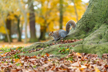 squirrel on a tree