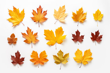 Fototapeta premium autumn leaves isolated on white