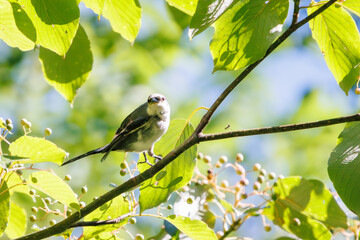 Obraz premium 飛び出す綺麗なサンショウクイ（サンショウクイ科）。日本国神奈川県相模原市、早戸川林道にて。 2023年8月12日撮影。A beautiful Ashy Minivet (Sundeweridae) perching on a branch.At Hayatogawa forest road, Sagamihara, Kanagawa, Japan, photo by August 1
