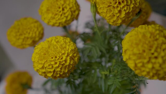 FLOR D&Iacute;A DE MUERTOS