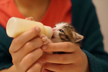 veterinarian with cat