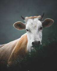 portrait of a cow