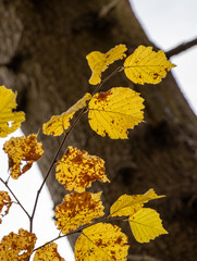 Gelbe Herbstblätter am Ast
