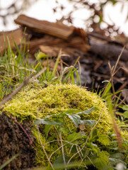 Waldboden mit Moos