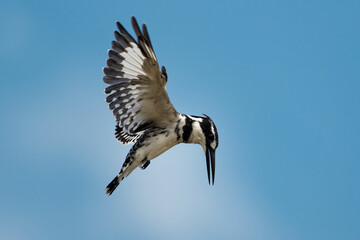 Pied Kingfisher - Ceryle rudis species of water black and white kingfisher widely distributed across Africa and Asia. Hunting fish. Flying in the air during hunting