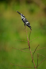 Pied Kingfisher - Ceryle rudis species of water black and white kingfisher widely distributed across Africa and Asia. Hunting fish. Sitting on the branch during sunset or sunrise