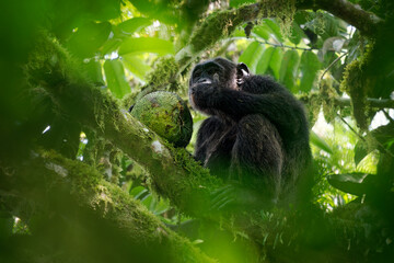 Common or Robust Chimpanzee - Pan troglodytes also chimp, great ape native to the forest and savannah of tropical Africa, pair of humans closest living relative in the rainforest eating fruit