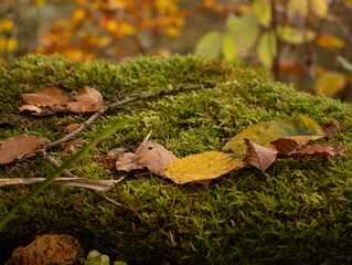 Colorful leaves lie on the moss forest ground