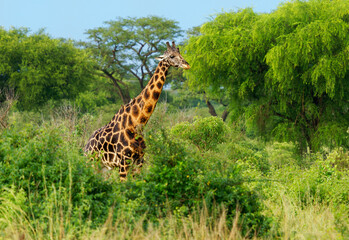 Obraz premium Rothschild's giraffe - Giraffa camelopardalis rothschildi subspecies of the Northern giraffe, also Baringo or Nubian or as the Ugandan giraffe, portrait of long neck mammal from Africa