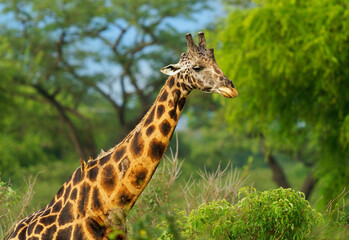 Rothschild's giraffe - Giraffa camelopardalis rothschildi subspecies of the Northern giraffe, also Baringo or Nubian or as the Ugandan giraffe, portrait of long neck mammal from Africa