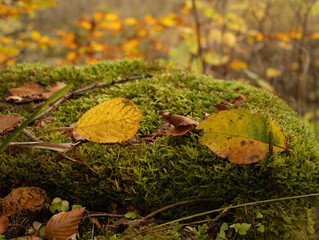 Colorful leaves lie on the moss forest ground