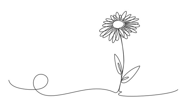 animated continuous single line drawing of daisy flower, line art animation