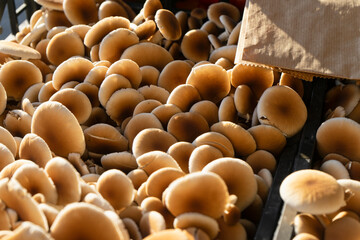 Slightly blurred close-up of a box of mushrooms for sale at the city market
