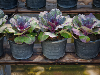Close-up Row of Potted Plants on Wooden Shelves