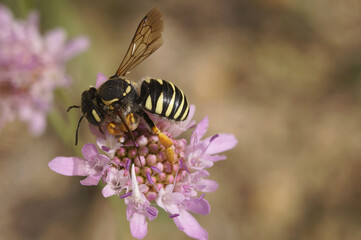 Closeup on the European rare and endangered Mediterranean interrupted resin-leafcutter Trachusa interrupta
