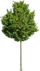Freistehender Baum mit grünen Blättern