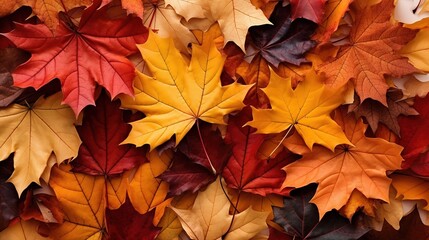 Naklejka na ściany i meble Vibrant maple leaves, displaying a spectrum of fall colors, isolated on a white background. Their autumnal hues evoke thoughts of Thanksgiving and the changing seasons