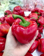 red bell pepper on woman hand on natural background 
