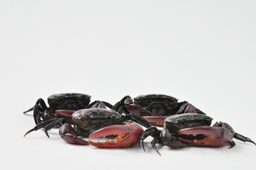 Four field crab isolated on white background 