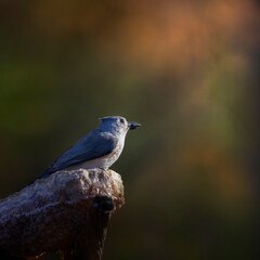 songbird on perch